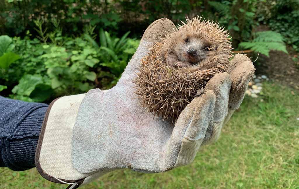 Eine Person trägt einen Handschuh und hält einen Igel in der Hand