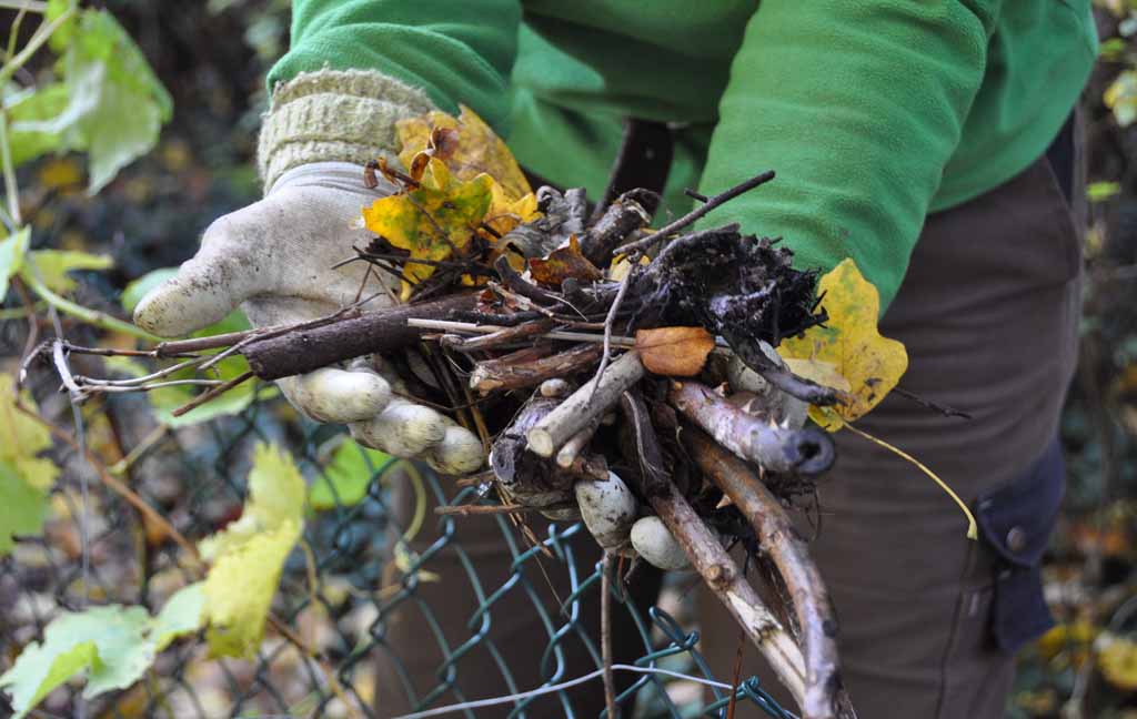 Farn, Laub und Holzstücke
