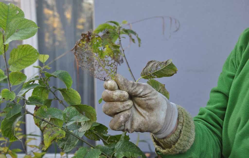 Durch Insekten angenagtes Blatt