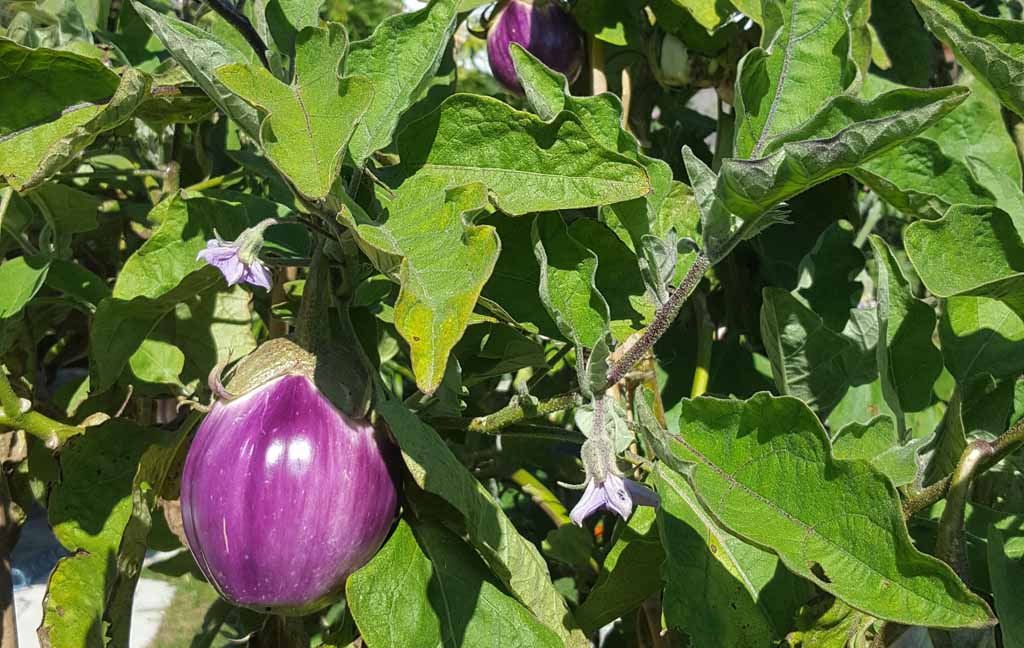 Auberginenpflanze