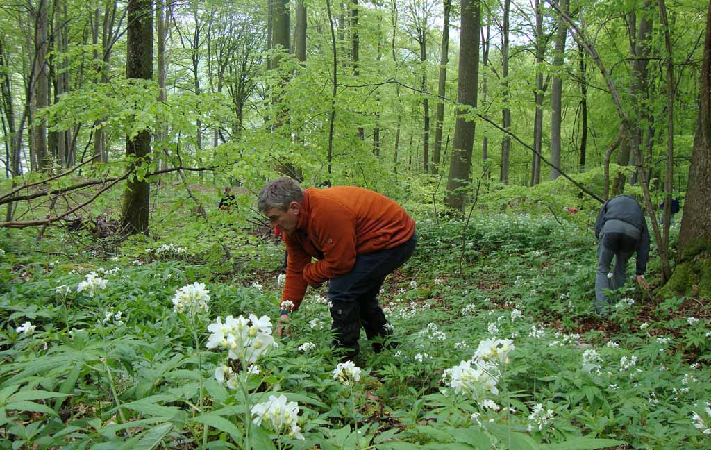Personen sammeln Bärlauch im Wald