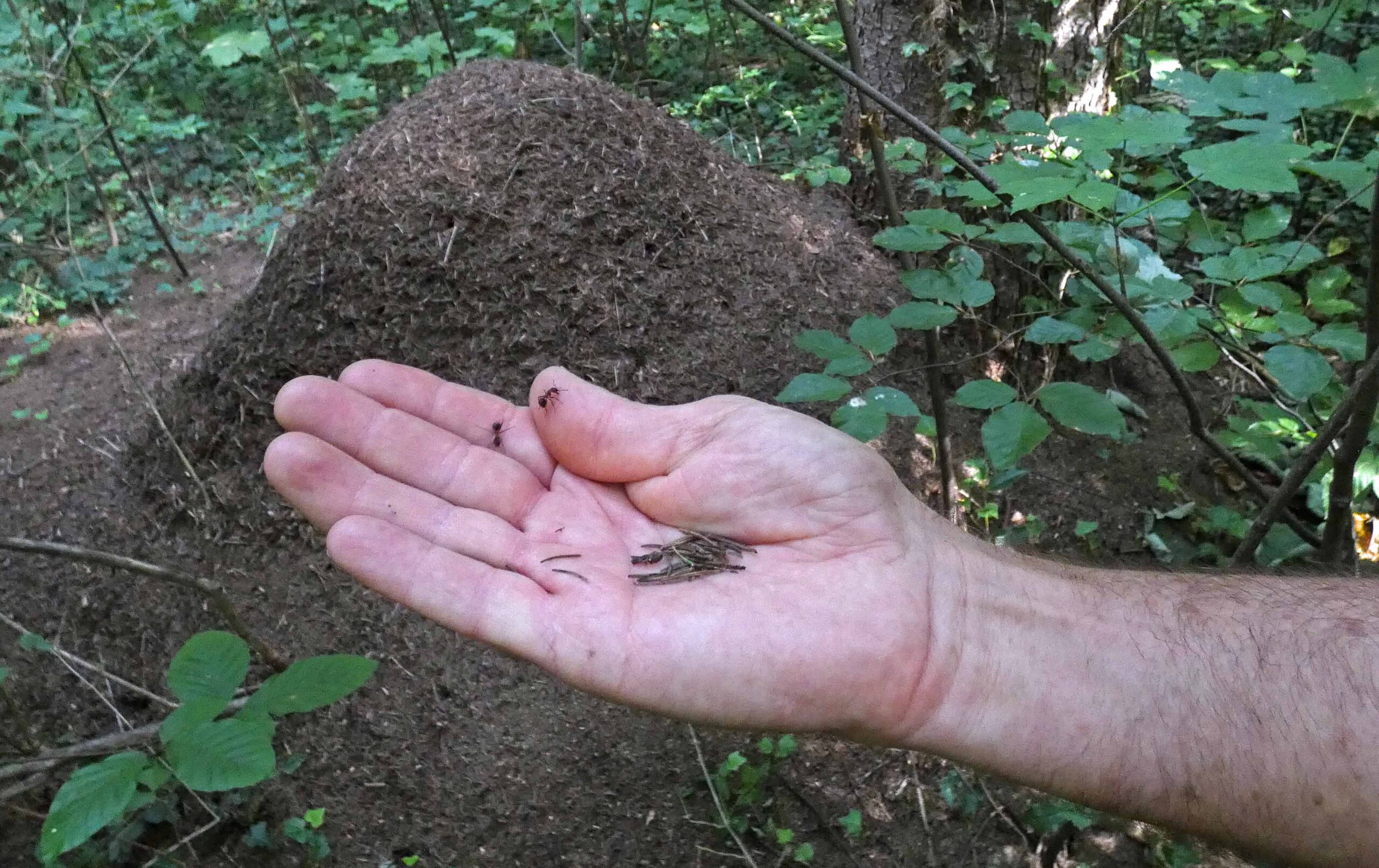Zwei Ameisen auf einer Hand
