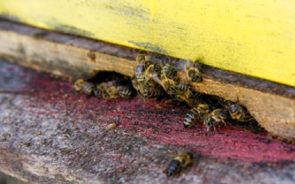 Bienen gehen in einen Bienenstock