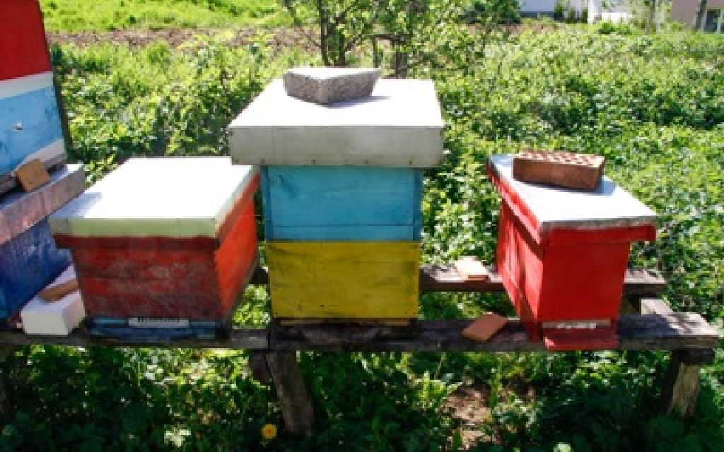 Bienenstöcke