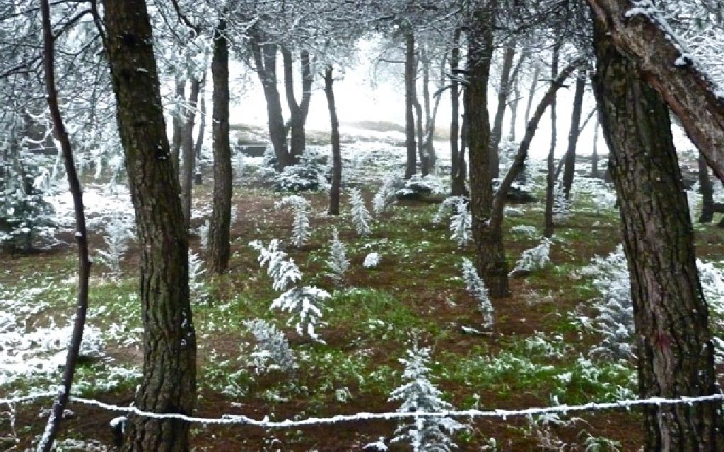 Wald im Winter