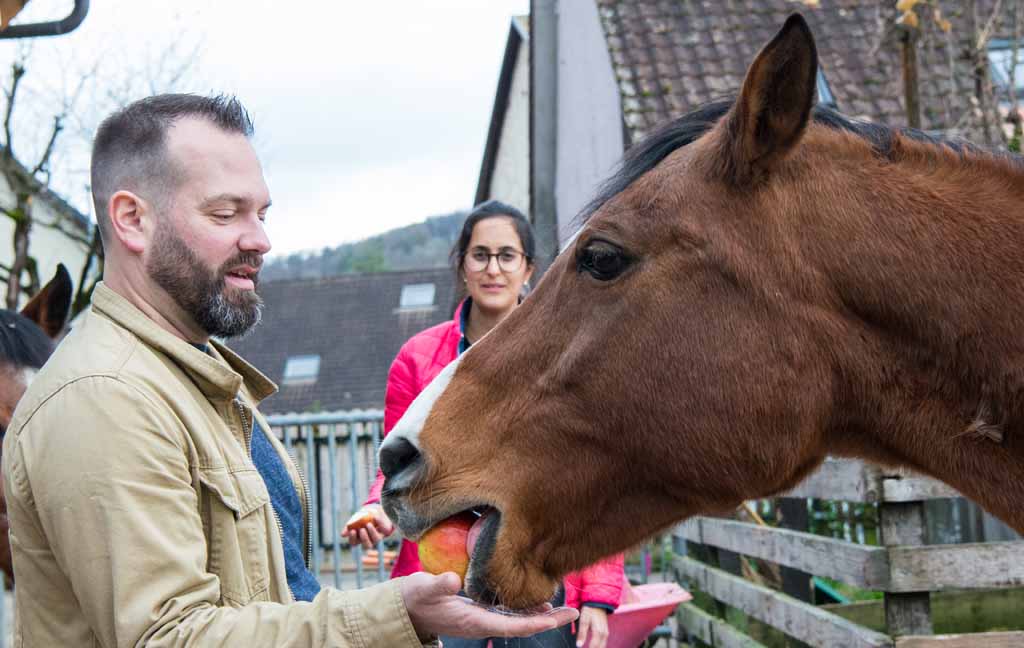 Ein Pferd wird mit einem Apfel gefüttert