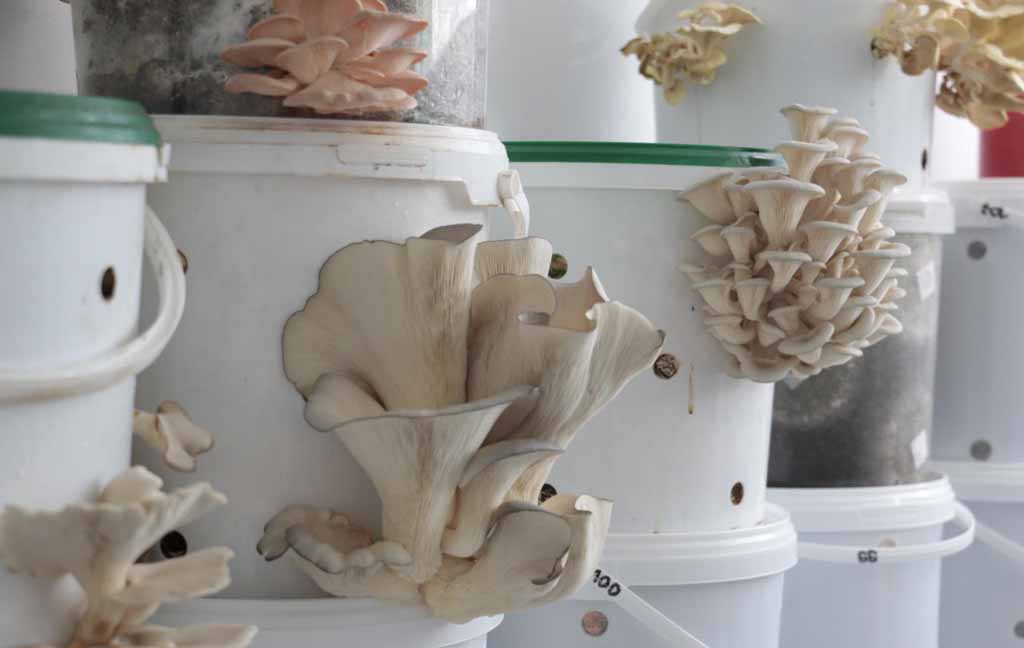 Kaffeesatz wird als Substrat für Seitlinge genutzt