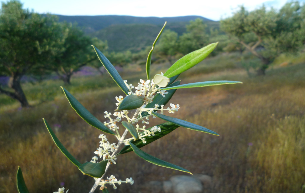 Olivenbaumblüte, Pflanze