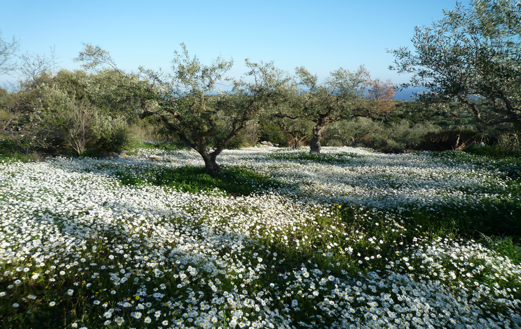 Olivenbäume auf einem Feld voller Blumen