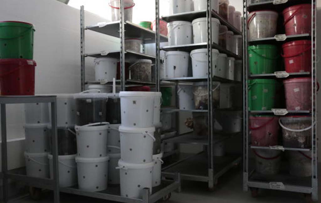 Pilze wachsen auf Kaffeesatz