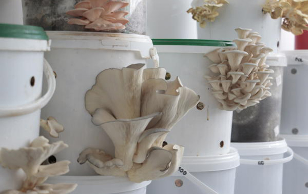 Pilze wachsen auf Kaffeesatz