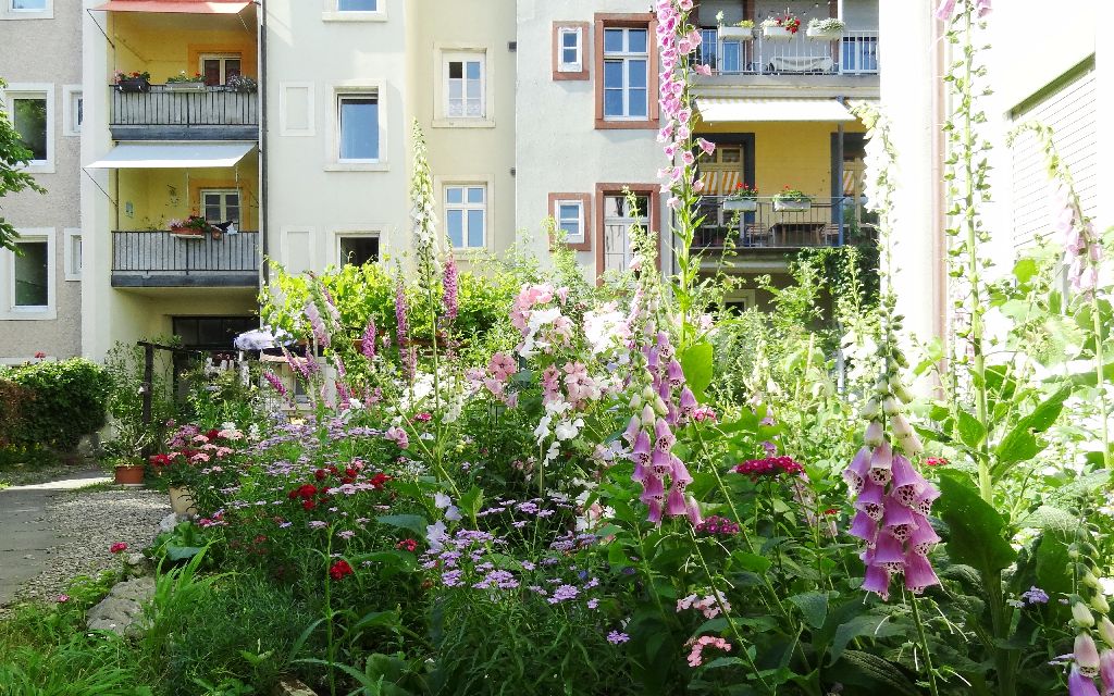 Pflanzen und Blumen in einem Hinterhof