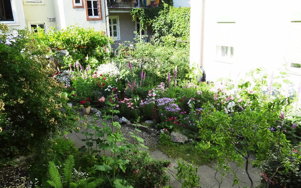 Pflanzen und Blumen in einem Hinterhof
