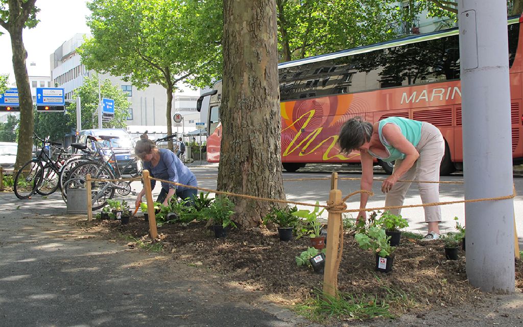 Baumpatenschaft in der Elsässerstrasse