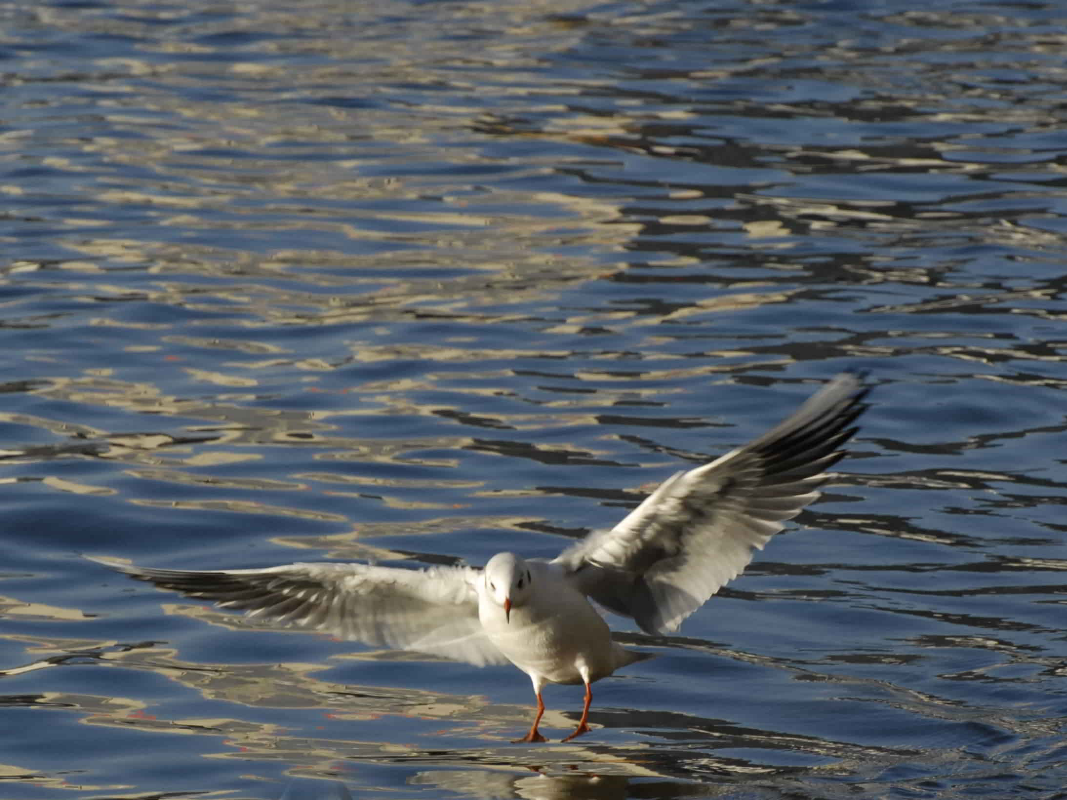 Möwe fliegt über dem Wasser