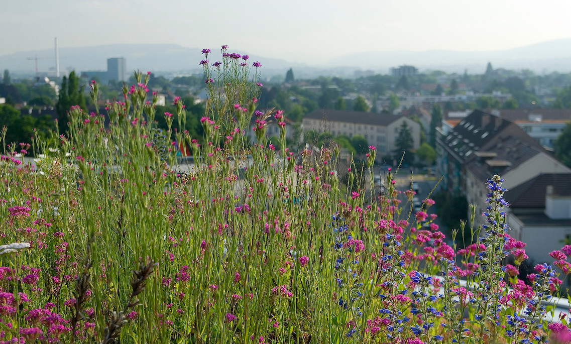 Dachbegrünung Region Basel