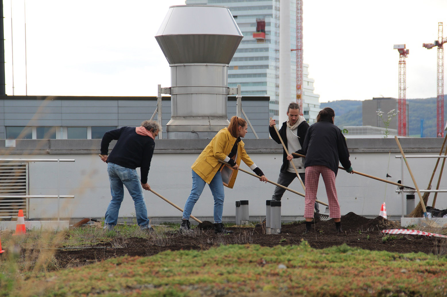 Menschen begrünen ein Dach in Basel