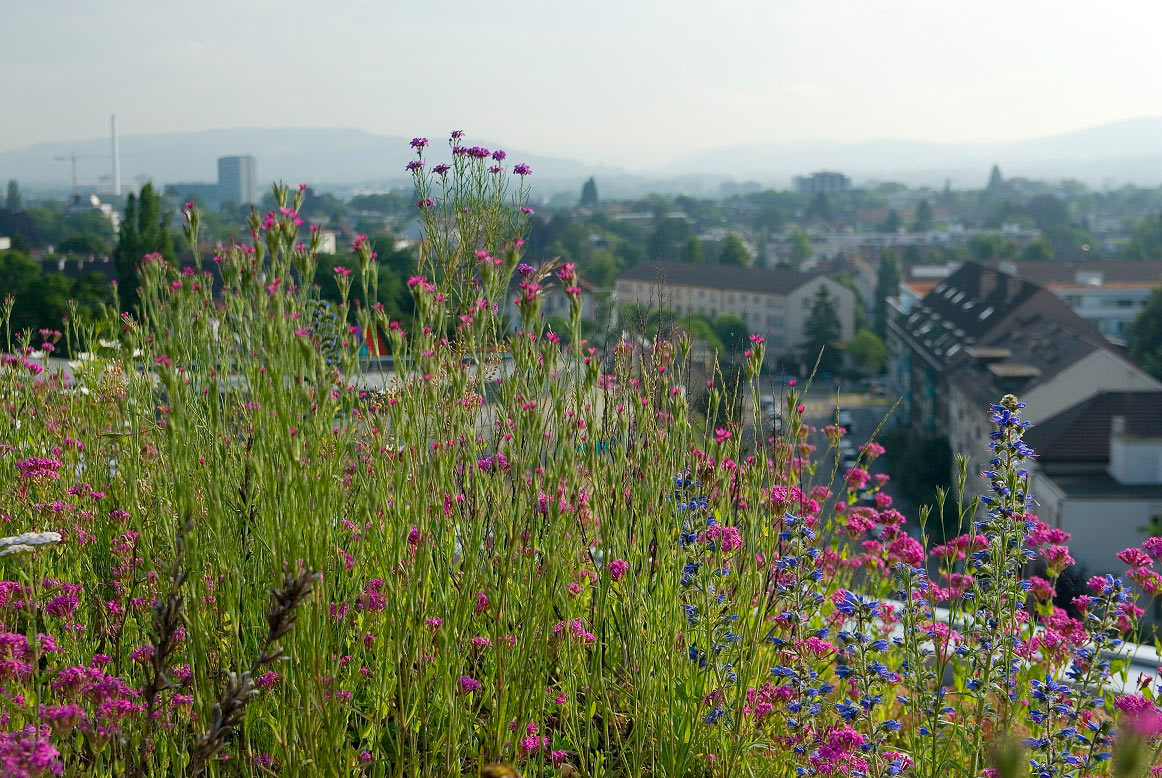 Dachbegrünung Umwelt Basel Marco Güntert