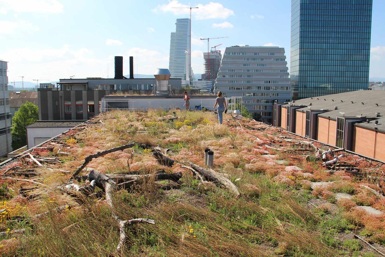 Dachbegrünung eines Flachdaches in Basel