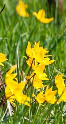 Trinationales Umweltzentrum TRUZ: Fachbereich Naturschutz
