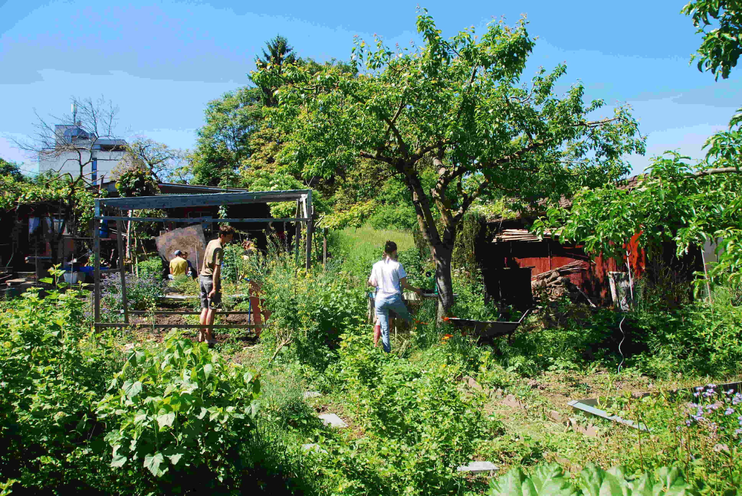 Vielfältiger Garten mit Gemüsebeeten, Kräutern, Beerensträuchern und Obstbaum.