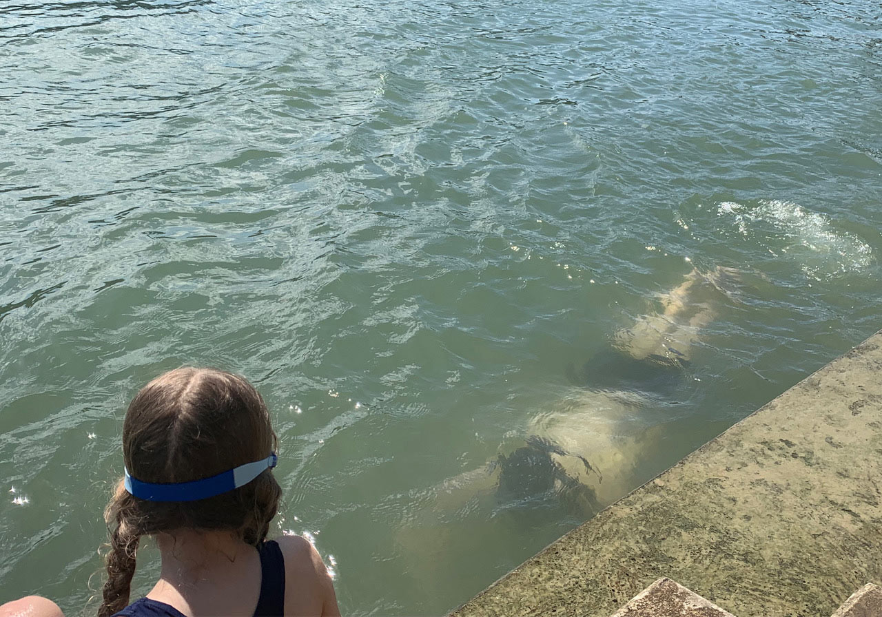 Leo taucht im Rhein nach Abfall.