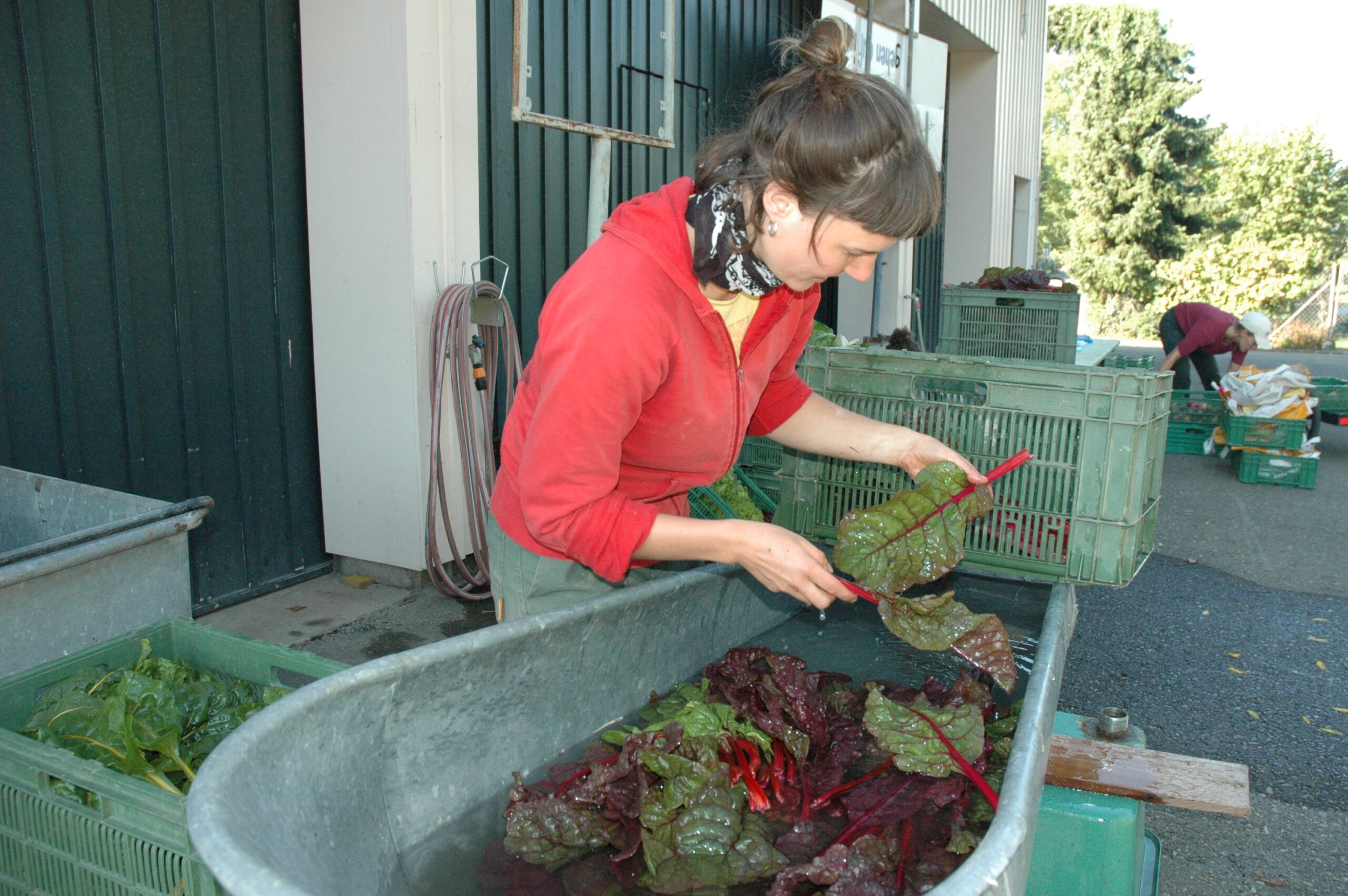 Frau wäscht Gemüse