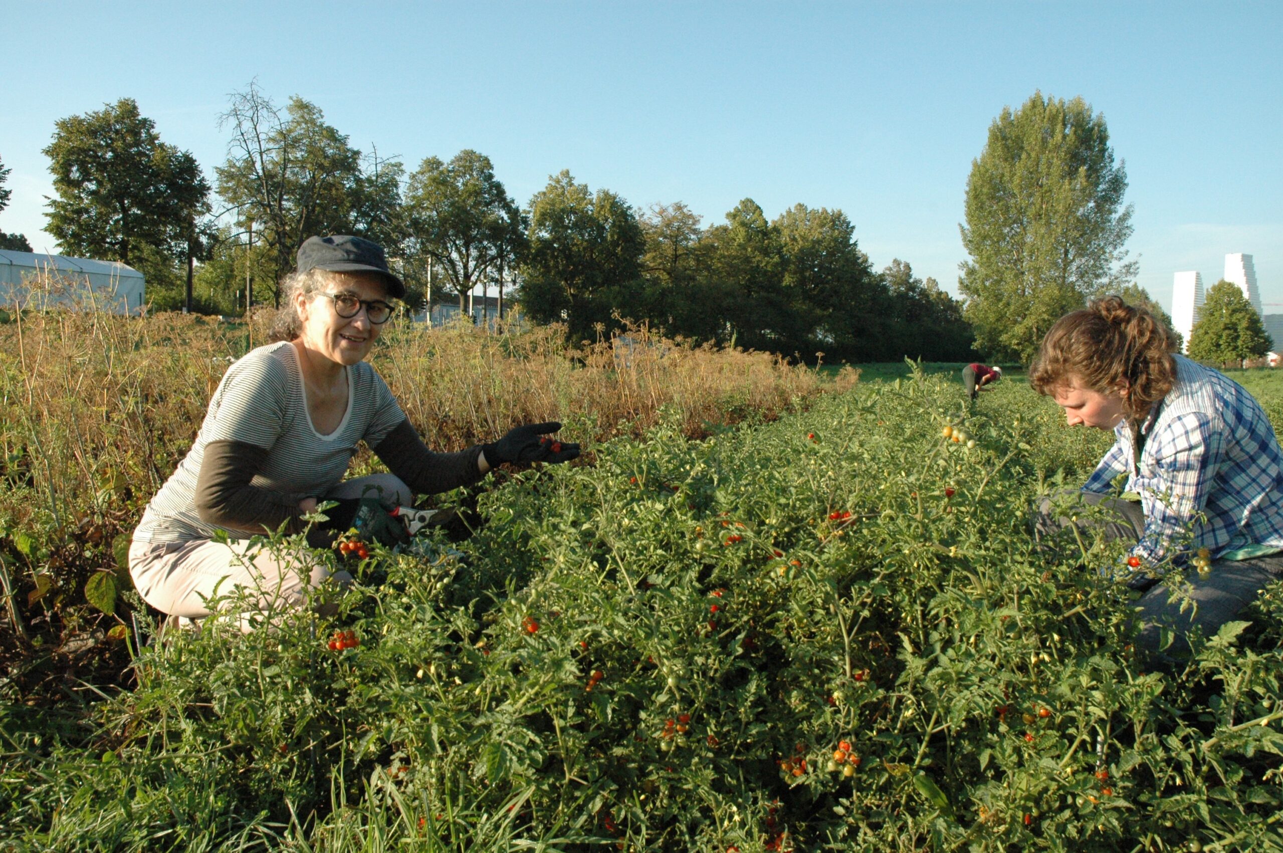 Personen bei der Tomaten Ernte