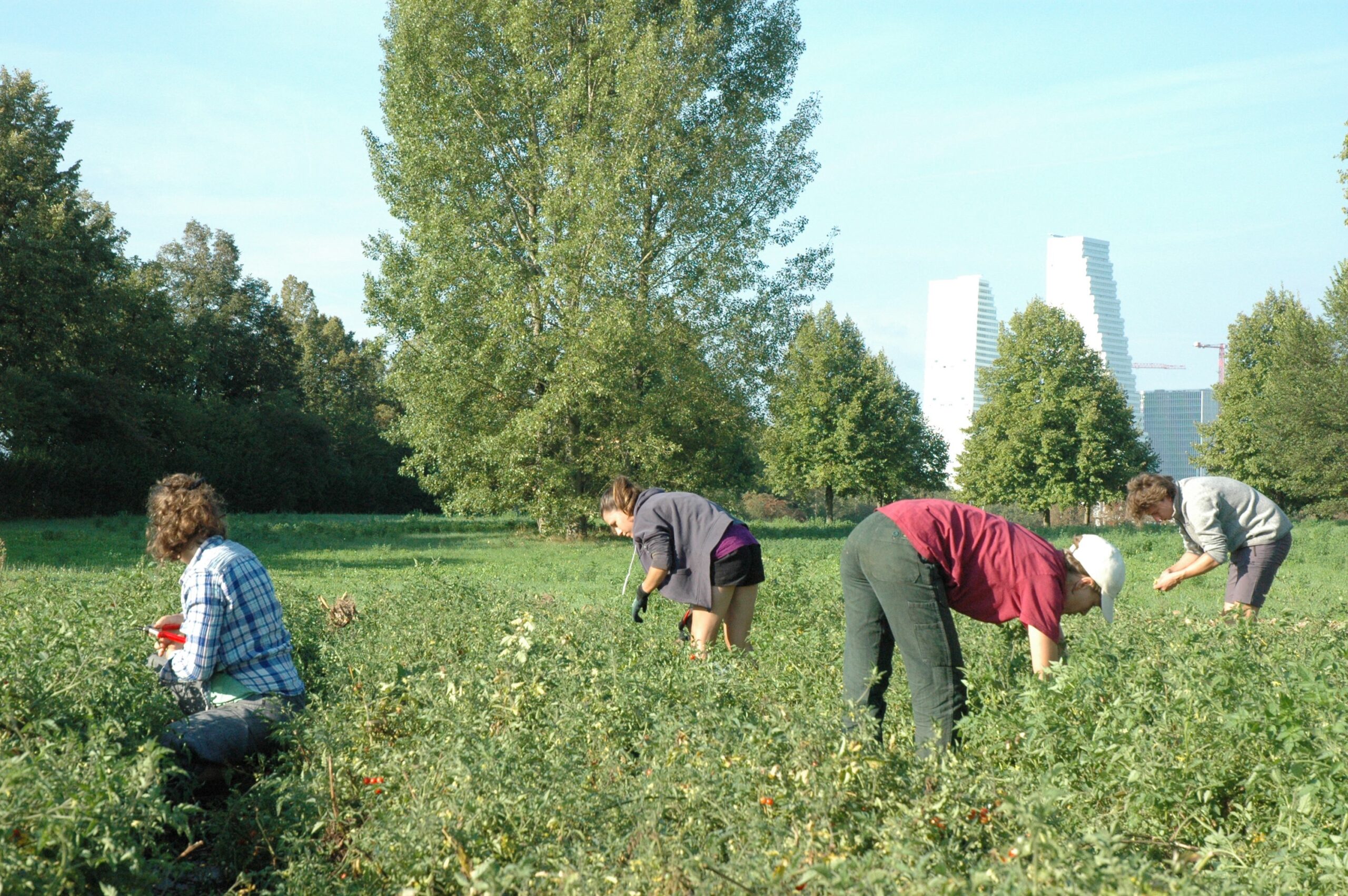 Personen bei der Gartenpflege