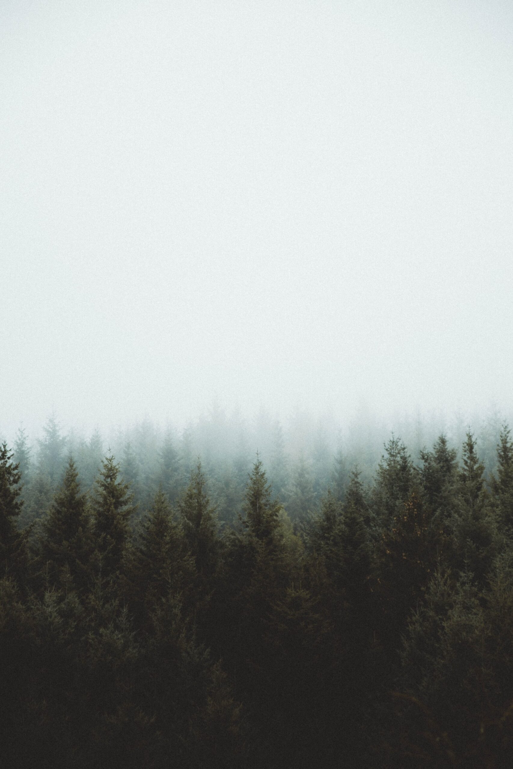 Waldlandschaft im Nebel
