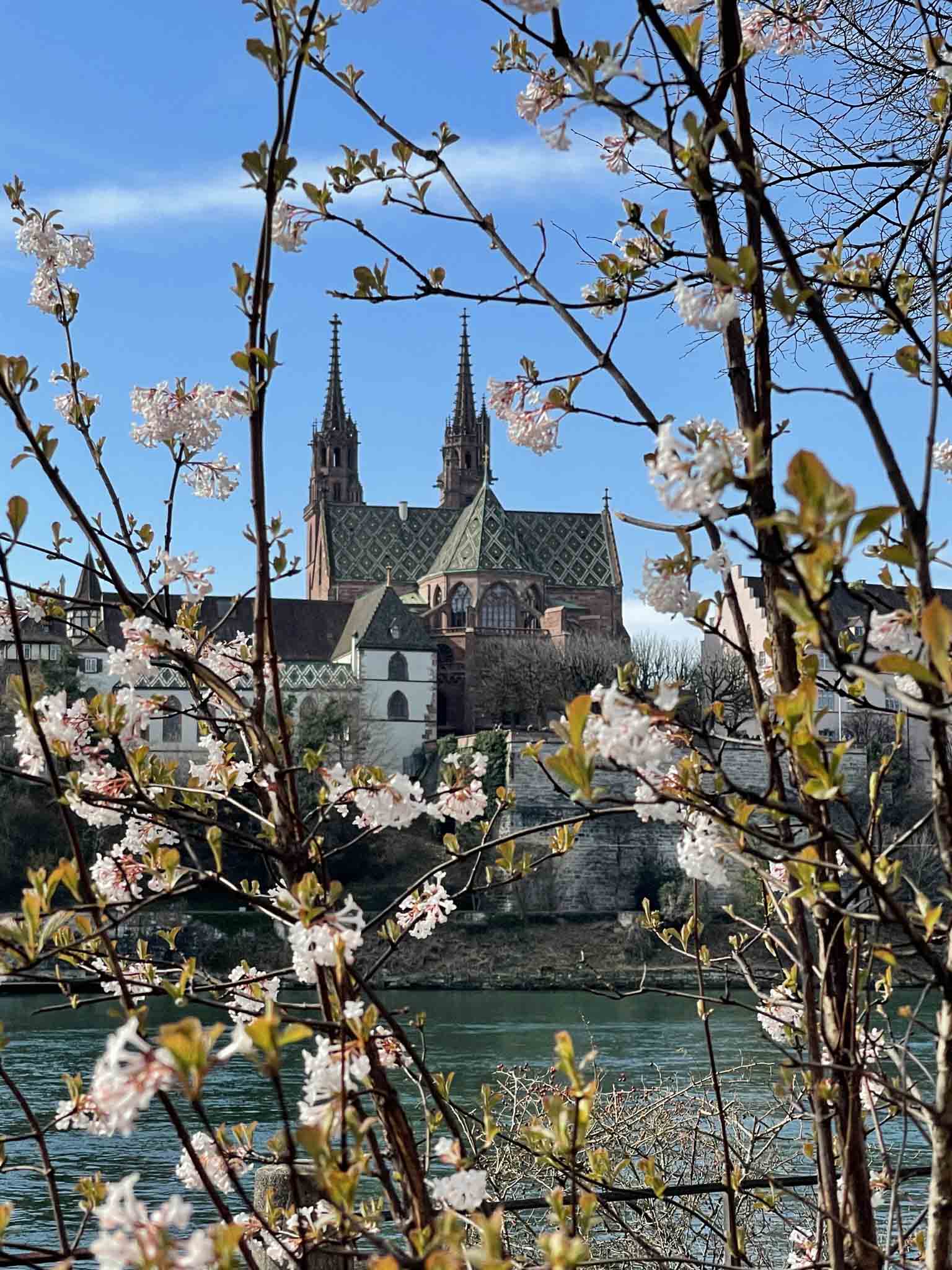Blühender Strauch mit Münster im Hintergrund