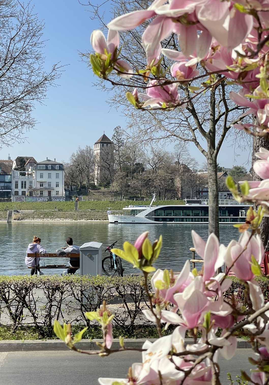 Magnolienbaum mit Rheinufer im Hintergrund