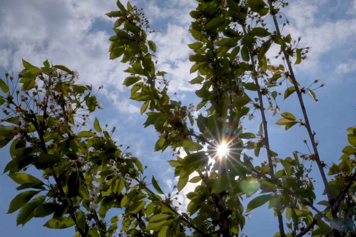 Blätter und Äste eines Kirschbaumes. Im Hintergrund der blaue Himmel.