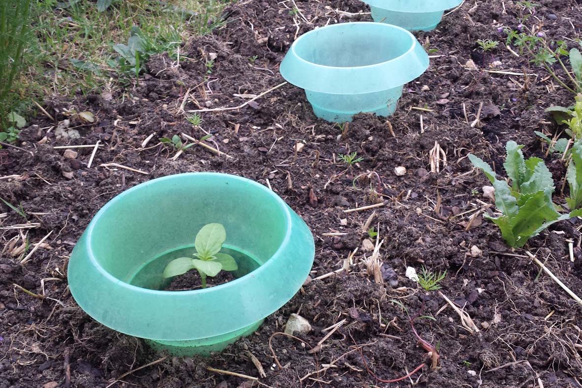 Schneckenzaun um Pflanze