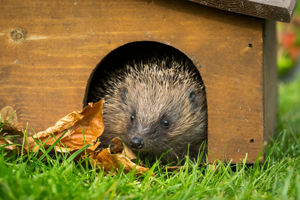 Igel in Igelhaus