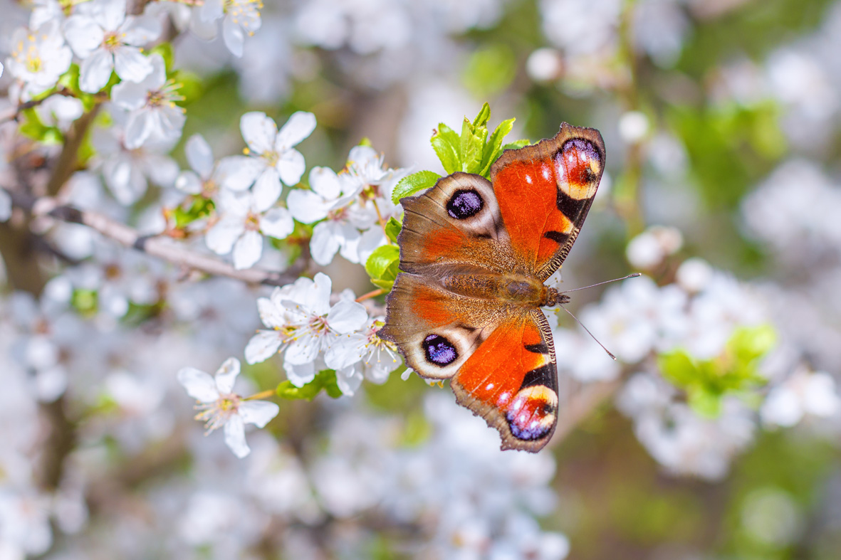 blühender Schwarzdorn mit Schmetterling