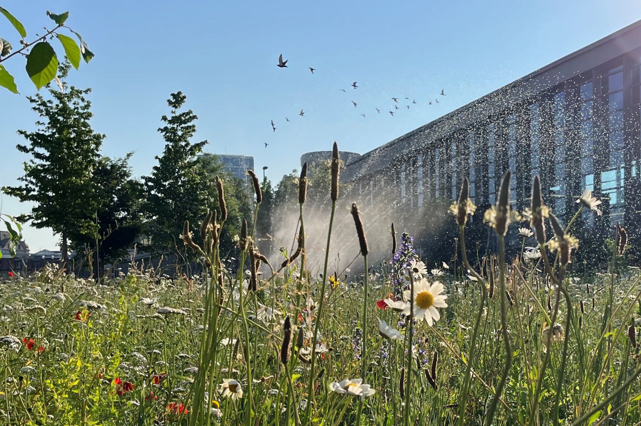 Natur belassene Wiese mit Blumen