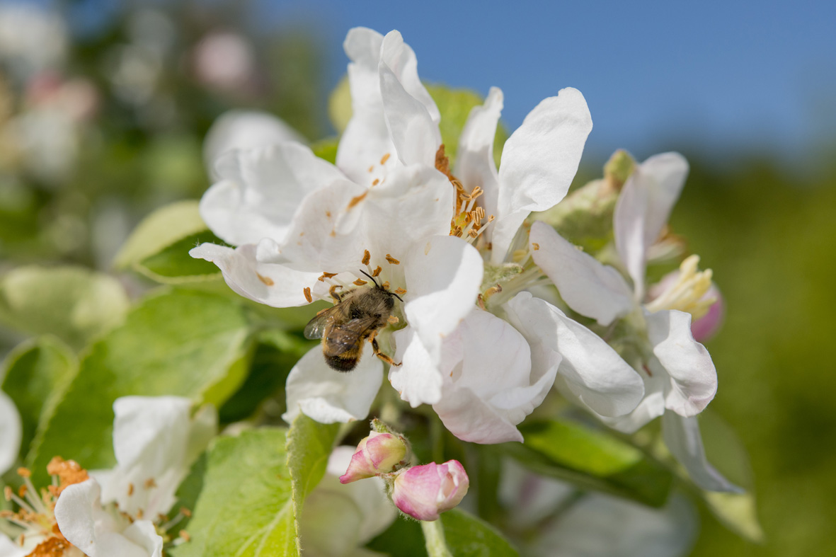 Wildbiene auf Apfelblüte