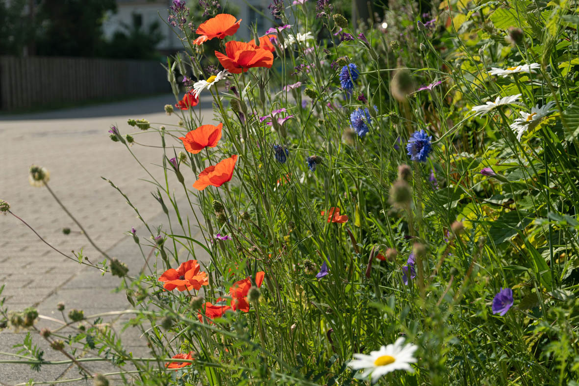 Grünfläche mit Blumen in der Stadt