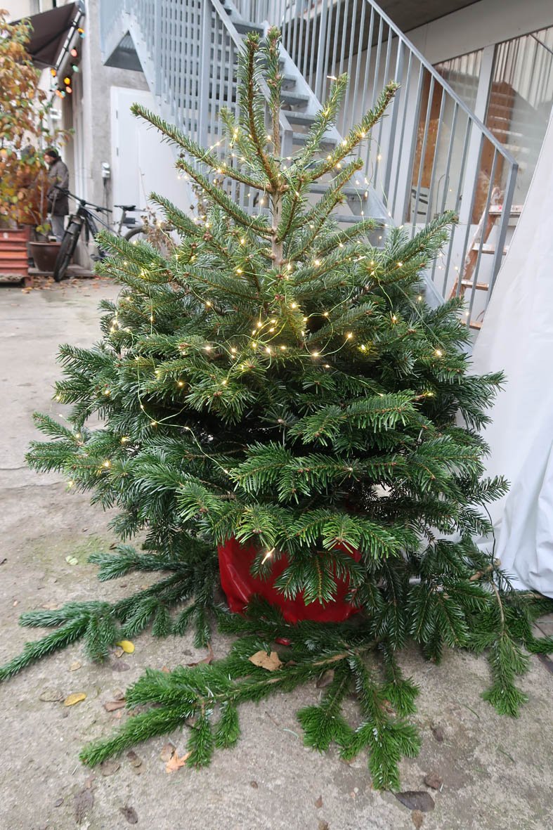 beleuchteter Weihnachtsbaum im Topf im Aussenbereich