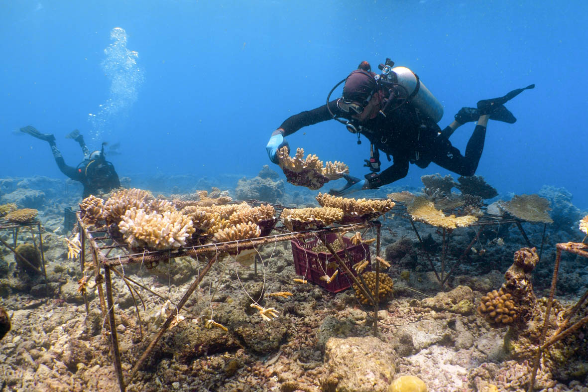 Taucher beim Anpflanzen von Korallen