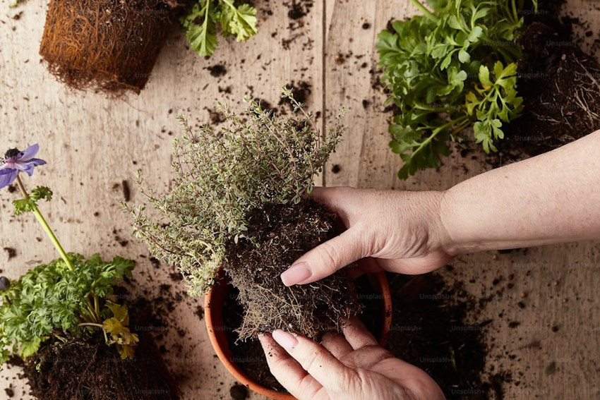 Die regelmässige Pflege fördert die Gesundheit deiner Pflanzen. ©Unsplash