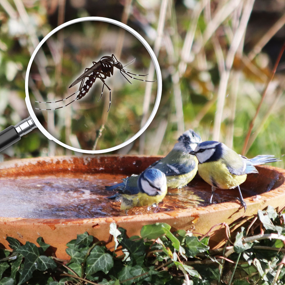 Tigermücke und Vogelbad
