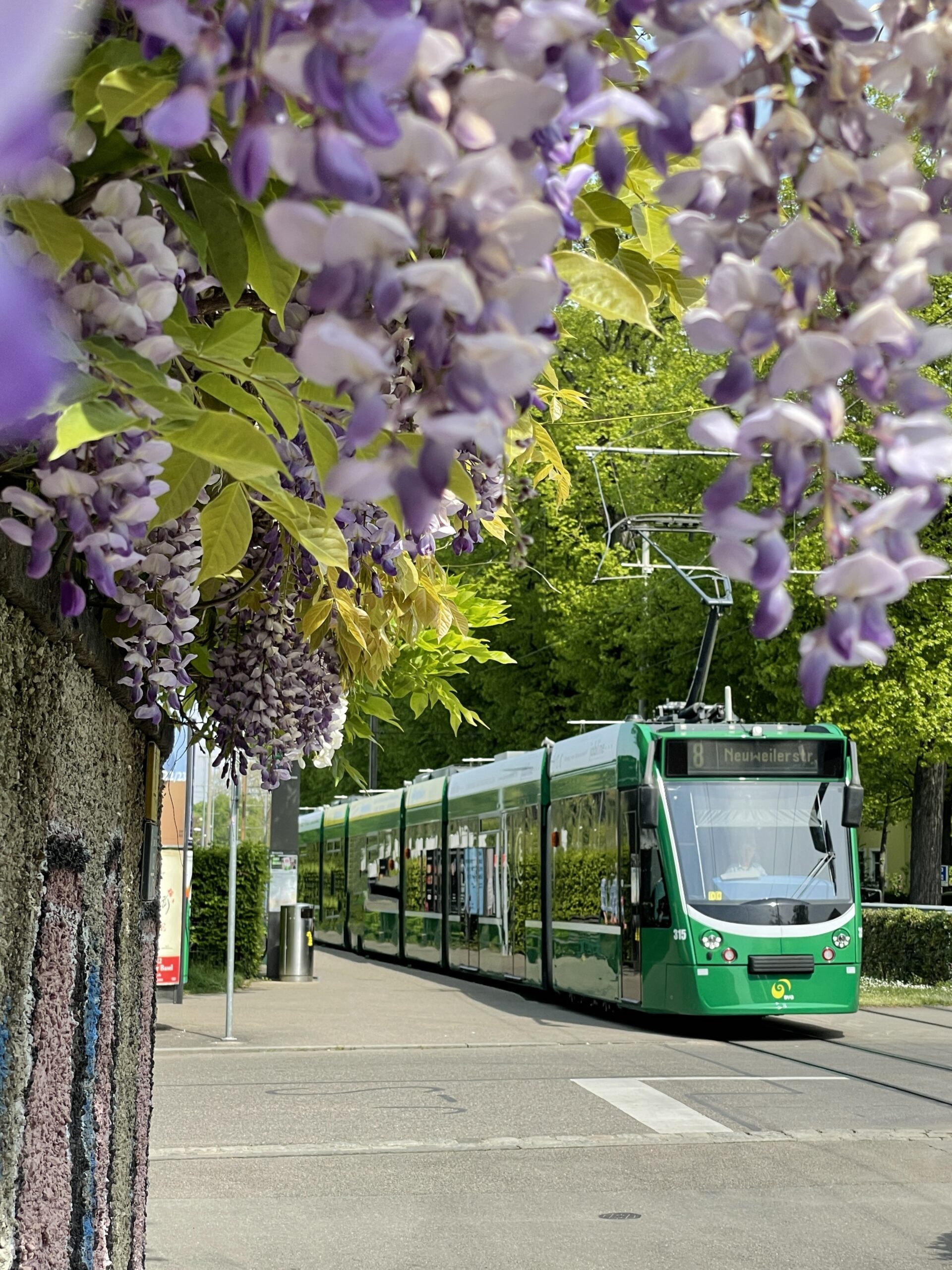 Blühende Glyzinie und Tram