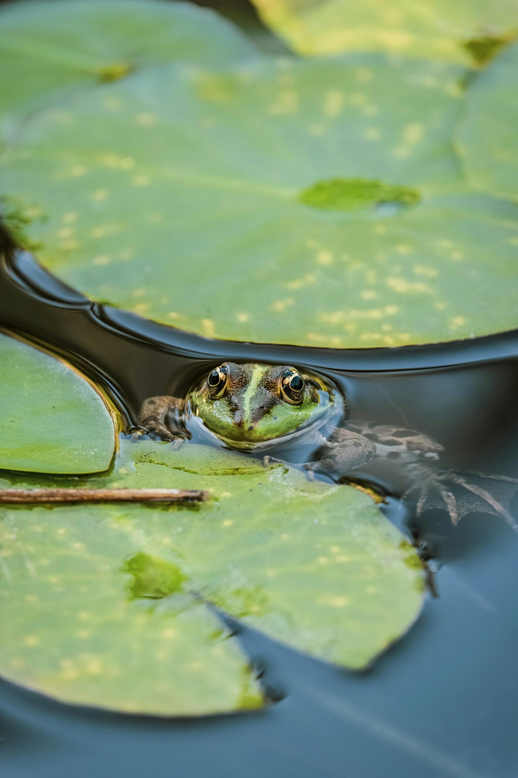 Frosch im Wasser zwischen Seerosenblättern