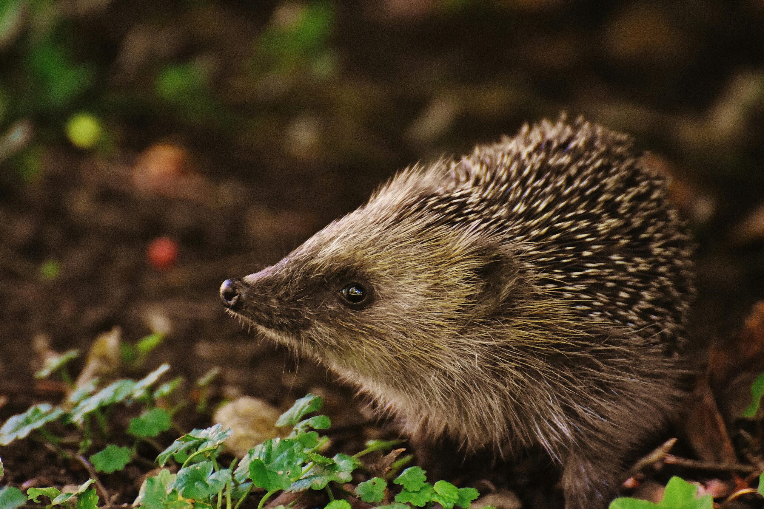 Igel in Nahaufnahme