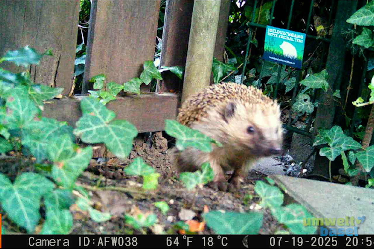 Das Bild zeigt einen Igel, der durch die Lücke im Zaun durschreitet.