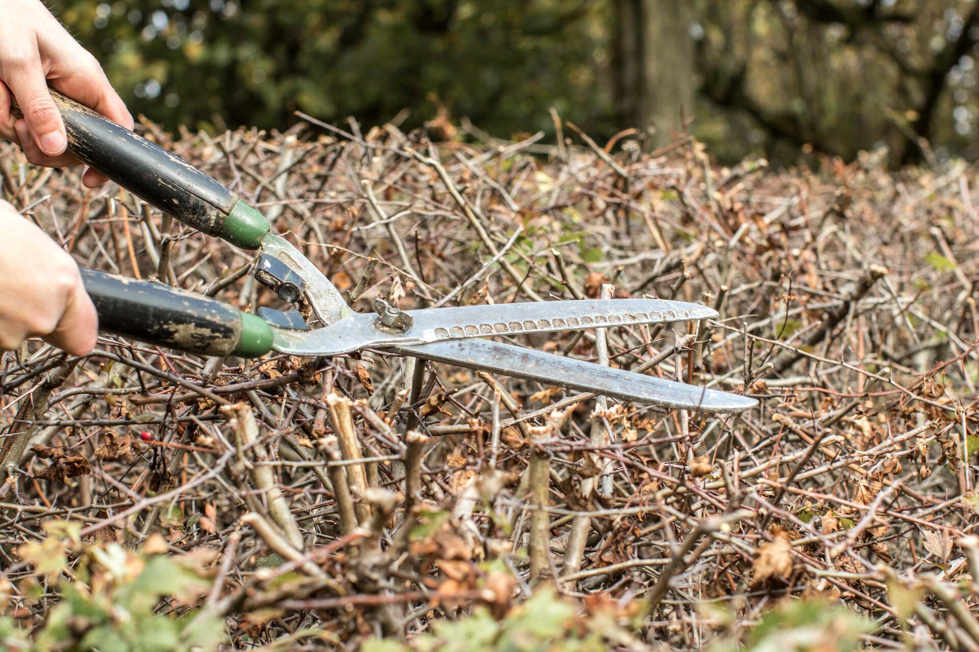 Hand mit Heckenschere