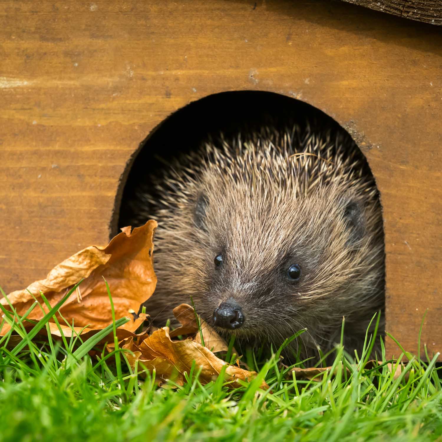 Igel in einem Igelhaus im Garten
