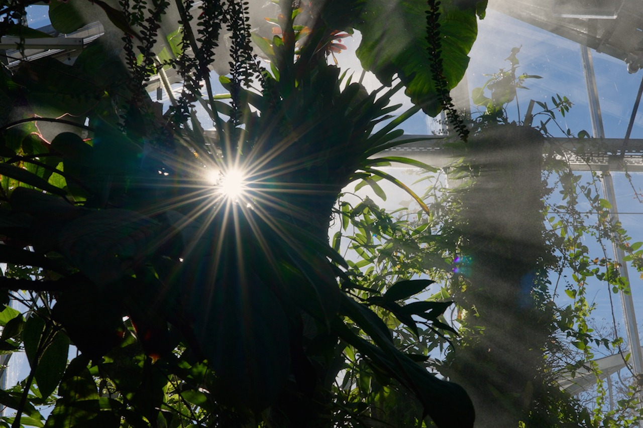 Ein Bilder einer Pflanze im botanischen Garten mit Lichteinstrahlung der Sonne.